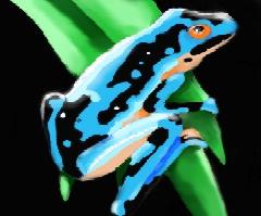 Poison frog