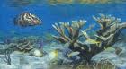 Coral reef