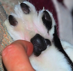 Paw tickle